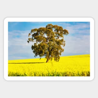 Canola field landscape Sticker